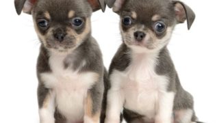 两只小狗的特写照片