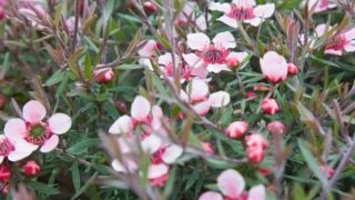 在花园里的白色和粉红色花朵的Manuka特写图片