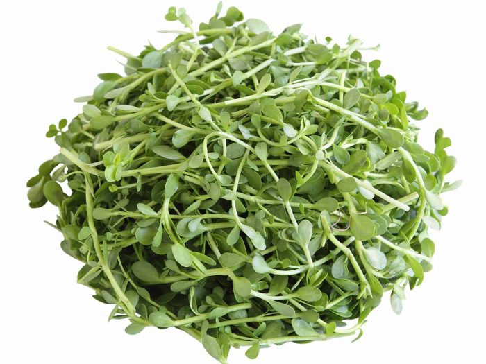 在白色背景上的新鲜婆罗门的一个特写