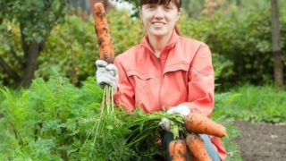 农妇采摘的新鲜胡萝卜