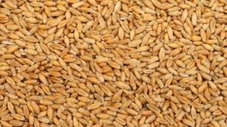 小黑麦种子的特写镜头