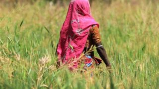 印度农妇在田间