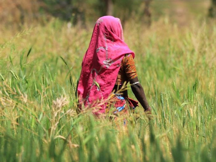 在田野里的印度女农民