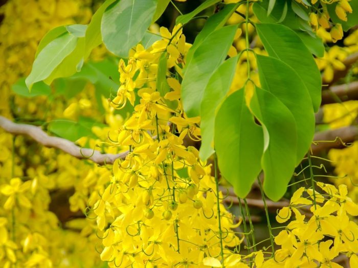 鲜黄色的花朵决明子特写用树叶的森林