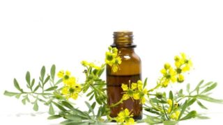 芸香精油瓶未来保持黄绿色花朵街