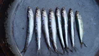 新鲜凤尾鱼的平底锅