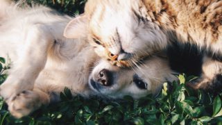 关闭俏皮的猫起来,在草地上的狗拥抱