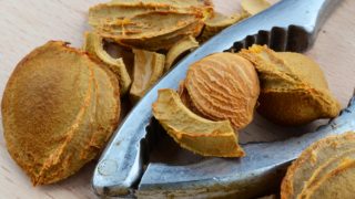 杏子和种子特写镜头与仁断开的在一张木桌上