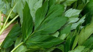 一张桌子上的阿希塔叶的特写照片