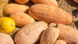 几根香蕉压扁了躺在地上