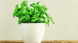 绿色罗勒植物在一个白色的小花盆
