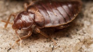 臭虫的极端closebup。