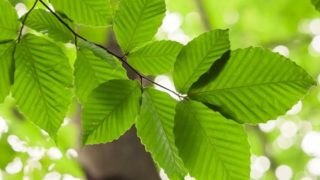 关闭山毛榉树在户外离开