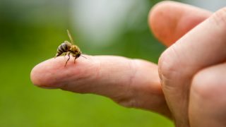 蜜蜂指尖的特写。