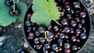 黑色碗里的新鲜黑醋栗和黑醋栗叶