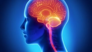 人类大脑的生物学图解