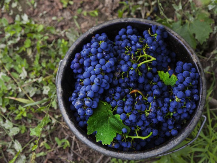 Cabernet Sauvignon葡萄特写镜头图象
