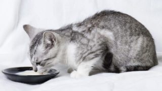 白色背景上的猫喝牛奶