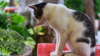 猫看着西兰花板