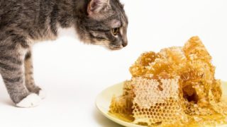 猫看着一堆蜂窝