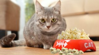 猫对木地板的饲料盆满爆米花面前蹲