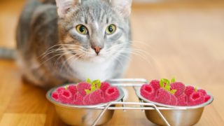 特写一对夫妇饲养的猫碗充满草莓。