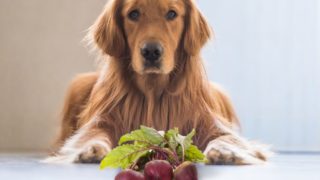 一只狗坐在甜菜前