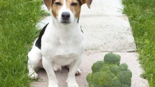 狗眯眼,展望相机,而坐在公园旁边的一个西兰花