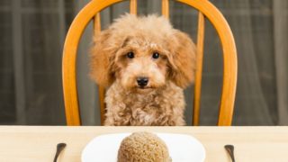 狗坐在椅子上面临的一个表与糙米,叉,勺子和在前面的板。