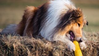 一只狗坐在干草,试图吃玉米。