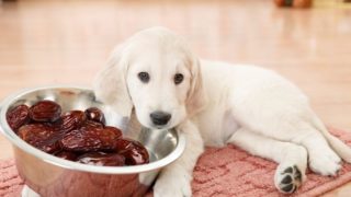 一只狗几乎用头把一碗枣子倒在地上