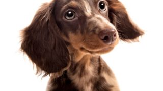 一张可爱的狗的照片