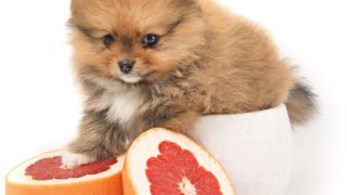 一只小狗与他的爪子在柚子坐