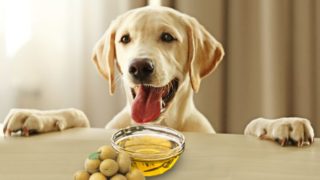 放置在狗的前橄榄油和橄榄一碗伸出其舌头