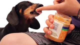 拿着花生酱罐子从一个人的手指小狗舔花生酱