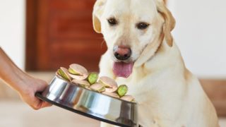 一只狗坐着,有人给它看装着开心果的碗