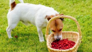 狗嗅了满满一篮子的覆盆子
