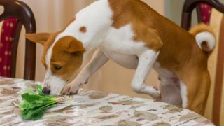 狗嗅探菠菜摘下板