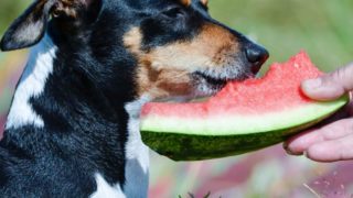 狗嗅啃了一半的西瓜片