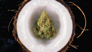 关闭大麻了芽放在减半椰子在深色背景