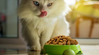 特写猫舔它的唇,因为它盯着它喂食碗。