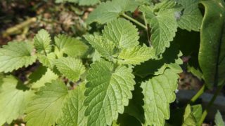 新鲜的绿色catnip叶子特写镜头在森林背景中叶子