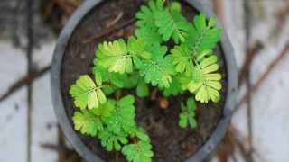 俯瞰木桌上的绿色香芋草