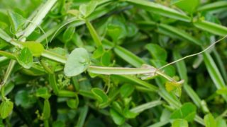 特写的新鲜绿色四角苏木植物在森林