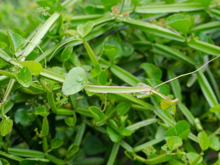 特写新鲜的绿色白粉藤属植物quadrangularis在森林