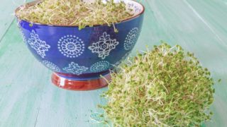 在中国传统的碗和一个蓝色的柜台三叶草豆芽