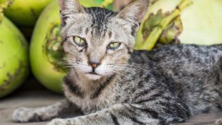 近距离的一只猫坐在一个木制桌子上的椰子