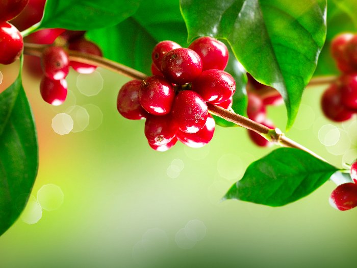 在树上的咖啡果实