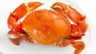 一只橙色的蟹在白色的背景上。