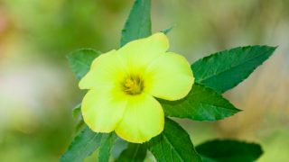 达米安那黄色的花和叶子在户外